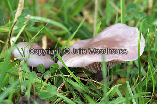 Slimy Milk-Cap (Lactarius Blennius) - fungi photos