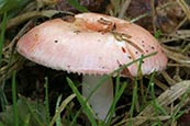 fungi photographs