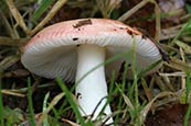 fungi photographs