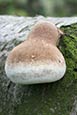 Birch Polypore (Piptoporus betulinus) fungi pictures