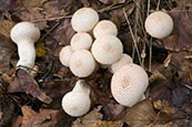 (Common Puffball) Lycoperdon Perlatum