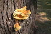 Thumbnail image of Laetiporus sulphureus fungus, Chicken of the Woods