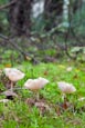Thumbnail image of Clitocybe