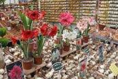 Bloemenmarkt, Amsterdam images