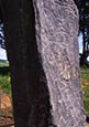 Picardy Stone, Scotland photos