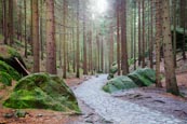 Thumbnail image of path through the forest to Pravcicka brana Pravcice Gate natural sandstone arch, Hrensko, Usti nad L