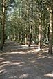 Thumbnail image of Cannock Chase - Route to Health Walk, with First Impressions statue, Staffordshire