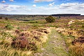 Thumbnail image of Cannock Chase, Staffordshire