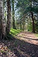 Shaw Wood, Derbyshire