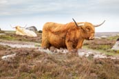 Highland Cattle On Hathersage Moor, Derbyshire, England