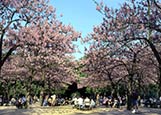 Thumbnail image of Luxembourg Palace Gardens, Paris