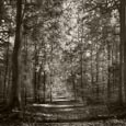Thumbnail image of into the trees