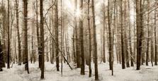 Thumbnail image of A Forest
