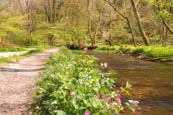 Thumbnail image of Lathkill Dale, Derbyshire, England