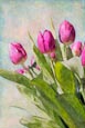 Thumbnail image of Tulips