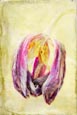 Faded Tulip 2