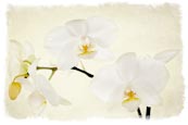 White Orchid