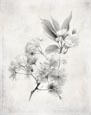 Thumbnail image of Cherry Blossom