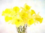 Daffodils