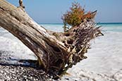 Thumbnail image of Fallen tree by Chalk Cliffs, Jasmund National Park, Ruegen, Mecklenburg Vorpommern, Germany