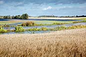 Kap Arkona Viewed Over Landscape Near Putgarten, Ruegen, Mecklenburg Vorpommern, Germany