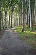 Thumbnail image of Forest Path, Lohme, Jasmund, Ruegen,  Mecklenburg Vorpommern, Germany