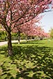 Berlin Wall Trail Near Lohmuehlenstrasse, Treptow, With Japanese Cherry Trees
