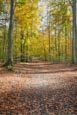 Woodland At Liepnitzsee, Wandlitz, Barnim, Brandenburg, Germany