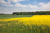 Farmland In Hoher Fläming National Park Near Bourne, Brandenburg, Germany