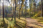 Autumn Forest At Basdorf, Barnim, Brandenburg, Germany