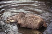 Otters