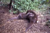 Otters