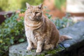 Overweight Cat