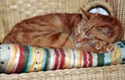 Sleeping Ginger Cat