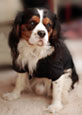 Thumbnail image of King Charles Spaniel in t-shirt