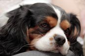 Thumbnail image of King Charles Spaniel