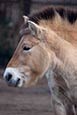 Przewalski