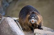 Thumbnail image of Coypu (Myocastor coypus)