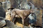 Thumbnail image of Mountain Goat