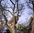 Thumbnail image of Ginger Cat tree climbing