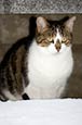 Thumbnail image of Cat sheltering from snow