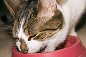 Thumbnail image of Cat eating