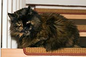 Cat On Stairs