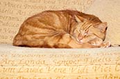 Thumbnail image of Cat asleep on sofa