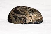 Thumbnail image of Tabby Cat sleeping curled up
