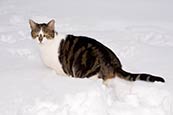 Thumbnail image of Cat in snow