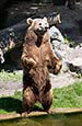 Thumbnail image of Brown Bear - Ursus arctos