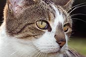 Thumbnail image of Tabby / white cat