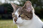 Thumbnail image of Tabby / white cat