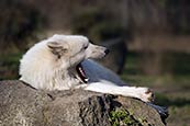 Thumbnail image of Arctic Wolf (Canis lupus arctos)